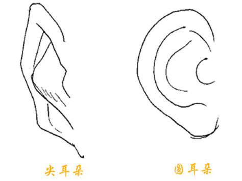 尖耳朵面相|面相入门